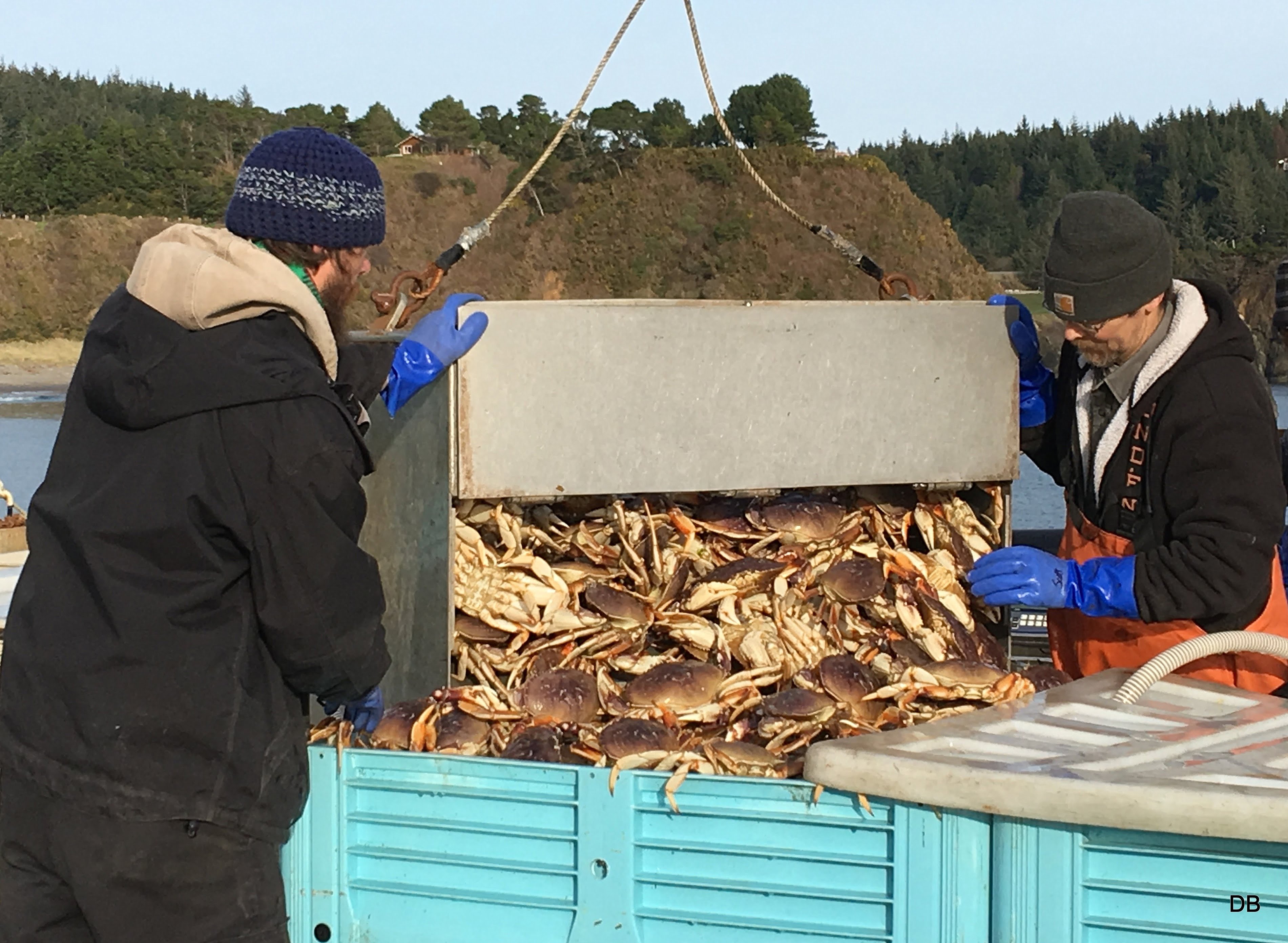 Dumping fress crabs into shipping container
